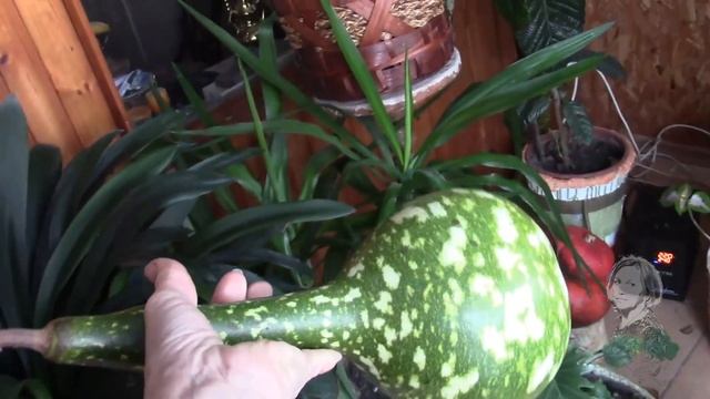 ПТИЦЫ НА САДОВЫХ УЧАСТКАХ! КОРМУШКИ. смотреть онлайн