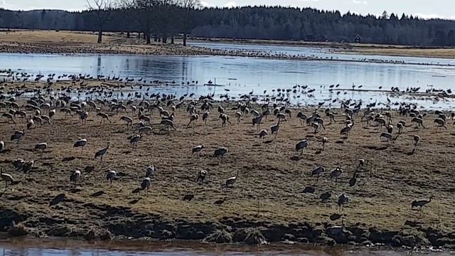 Аисты прилетели смотреть онлайн