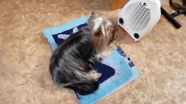 Красотка моя греется