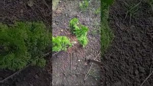 Туя Зматлик можно размножить...