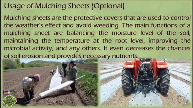 Raised bed preparation for stevia cultivation смотреть онлайн