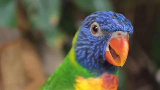 Rainbow Parrots смотреть онлайн