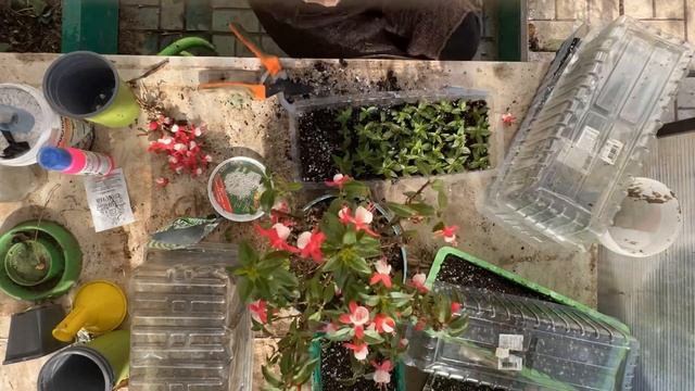 Черенкуем фуксии и калибрахоа для сохранения растений на следующий год смотреть онлайн