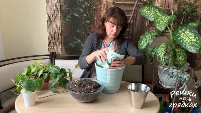 Филодендрон ПЕРЕСАДКА | Вертикальное выращивание филодендрона смотреть онлайн