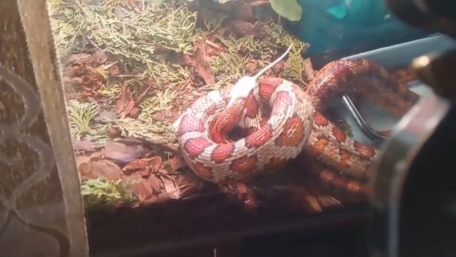 Змея ест живую мышь смотреть онлайн