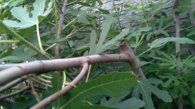 ИНЖИР/Самый урожайный сорт/Хитрый способ размножения смотреть онлайн