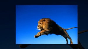 Лев. Слайды для детей. МСЦ ЕХБ