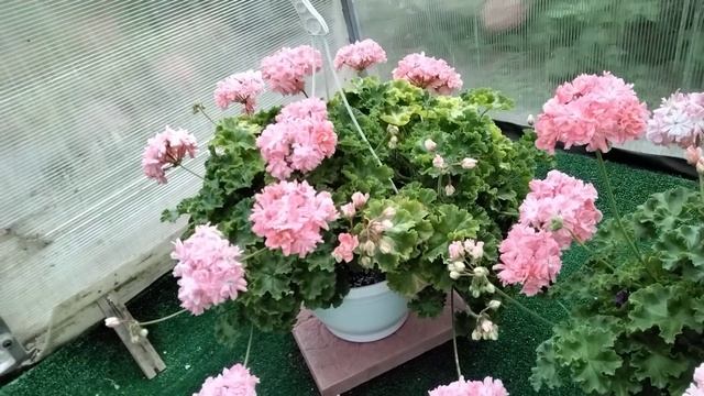 #456. Пеларгонии зонартики и гибриды в моей коллекции! Показ цветения и описание сортов. смотреть онлайн