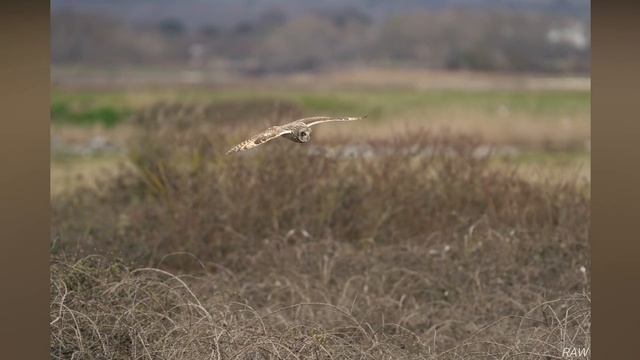 Sony A7RIV 200-600mm - RAW Before - Short-Eared Owl, March 2023 смотреть онлайн