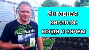 Янтарная кислота: когда и зачем? Как развести и как подкормить янтарной кислотой?