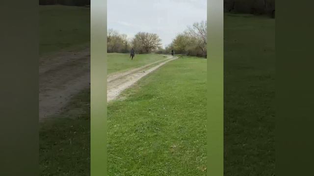 новый костек прогулка на лошадях смотреть онлайн