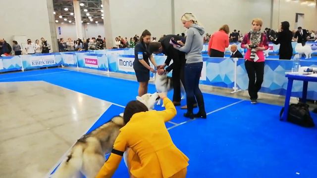 Евразия 23.02.2019 кобели открытый класс