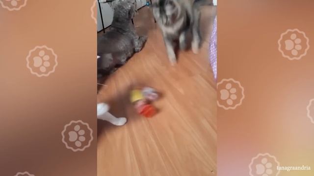 Angry Cats - Super Pets Reaction Videos смотреть онлайн