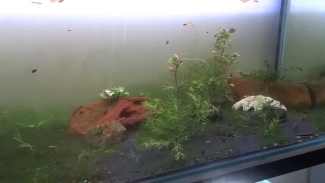 How to get rid of Hair algae Part - 1 смотреть онлайн