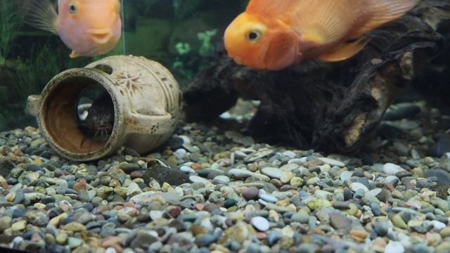 Красный попугай Разрушитель смотреть онлайн