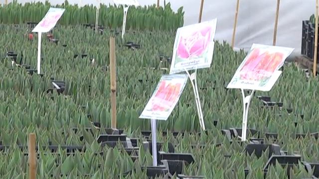 Выпуск "Дачные советы с Галиной Старосельцевой" от 04.02.21 смотреть онлайн