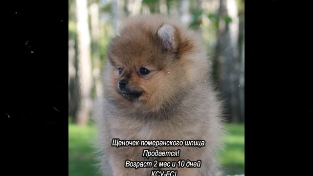Щеночек на продажу!Девочка мини с документами КСУ-FCI смотреть онлайн