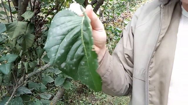 Интенсивная обрезка сирени смотреть онлайн