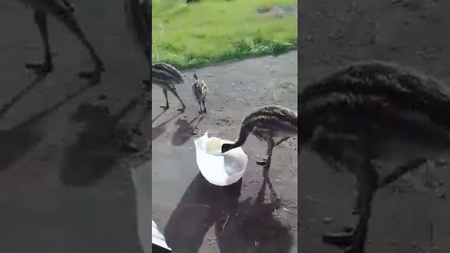 Страусята эму смотреть онлайн