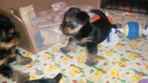 Йорки 1 месяц