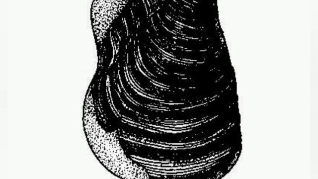 Иноцерамы- гигантские ископаемые двустворчатые моллюски смотреть онлайн