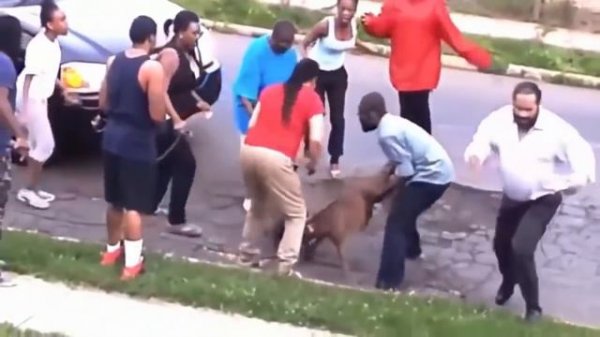 10 Worst Pitt Bull Attack PITBULL ATTACK