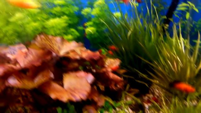 Растителен аквариум 300 литра 03.10.2014 смотреть онлайн