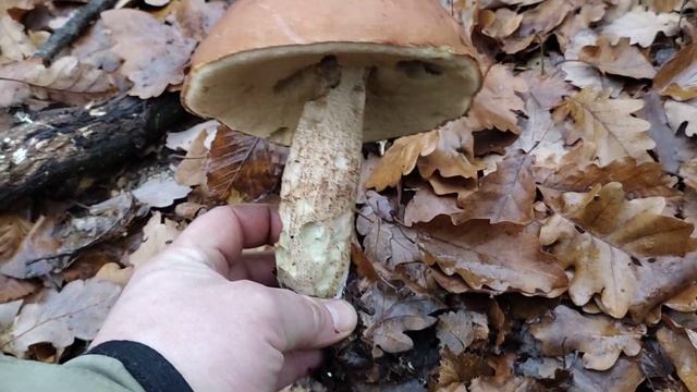 Křemenáč krvavý - Leccinum aurantiacum (Bull.) Gray смотреть онлайн