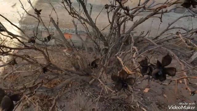 Обрезка древовидных пионов, расчистка старых кустов. #древовидныепионы#обрезкадревовидныхпионов смотреть онлайн