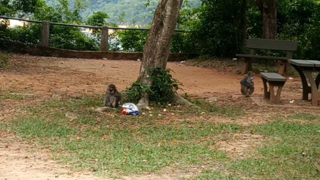 MONYET_MONYET LUCU DAN IKAN UNIK PENGHUNI SHING MUN NATURE TRAIL HONGKONG смотреть онлайн