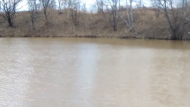 (#12) 26 АПРЕЛЯ. ЧЕРЕМУХА СБРАСЫВАЕТ ПОЧКИ. ВСЁ БОЛЬШЕ ЗЕЛЕНИ НА ЗЕМЛЕ. смотреть онлайн