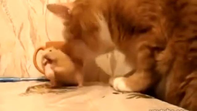 ржу не могу став лайк и подпишись смотреть онлайн