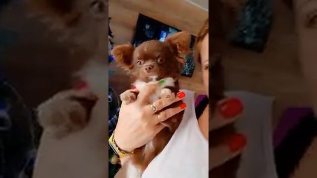 шоколадный длинношерстный чихуахуа Майбах питомник Кастропуло Крым Симферополь НЕ ПРОДАЕТСЯ смотреть онлайн