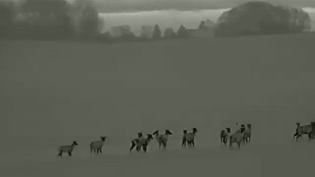 Chmara jeleni warmińsko-mazurskie styczeń 2021 termowizja Xeye смотреть онлайн