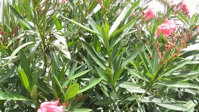 Олеандр, интересная информация о красивом, но ядовитом растении смотреть онлайн