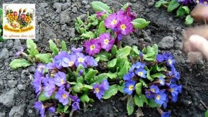 Примула в саду ,уход весной.