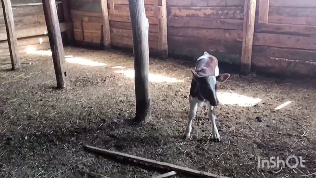 Клички подобрали. смотреть онлайн