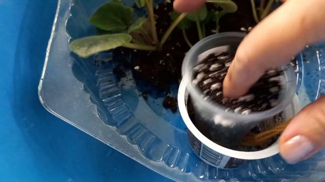 Пересадка детки фиалки🌺 смотреть онлайн