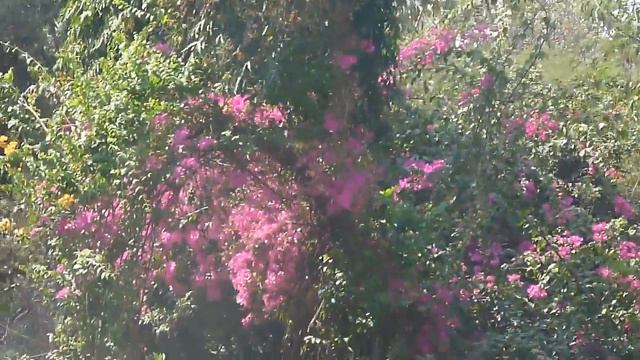 Hanging Gardens of Mumbai / Висячие сады, Мумбаи смотреть онлайн