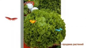 Салат обыкновенный Азарт Полукочанный (azart) ? обзор: как сажать, семена салата Азарт Полукочанный