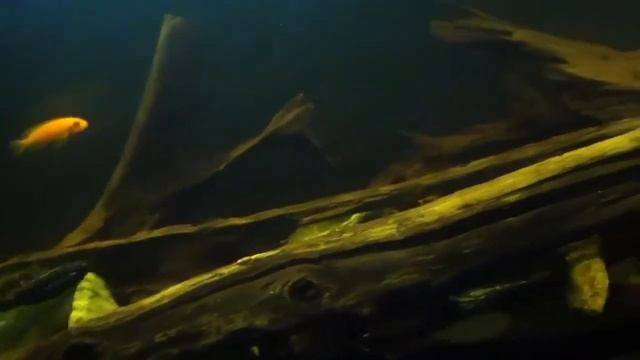 Male Auratus Cichlid vs Female Auratus Cichlid смотреть онлайн