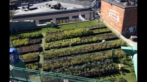 Профессия сити-фермер.mp4