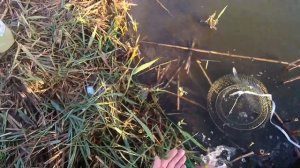 Рыбалка на реке Ясени . Зачётный улов!!!