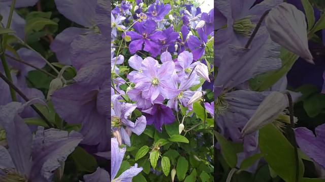 ПРИНЦ ЧАРЛЬЗ голубой! Два ОЧЕНЬ красивых КЛЕМАТИСА!!! смотреть онлайн