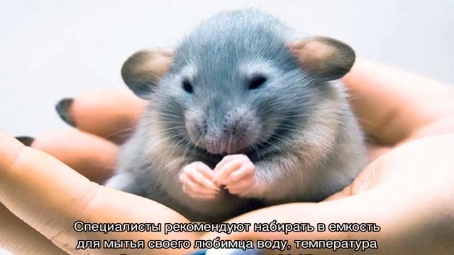 Как мыть крысу в домашних условиях, приучить к воде смотреть онлайн