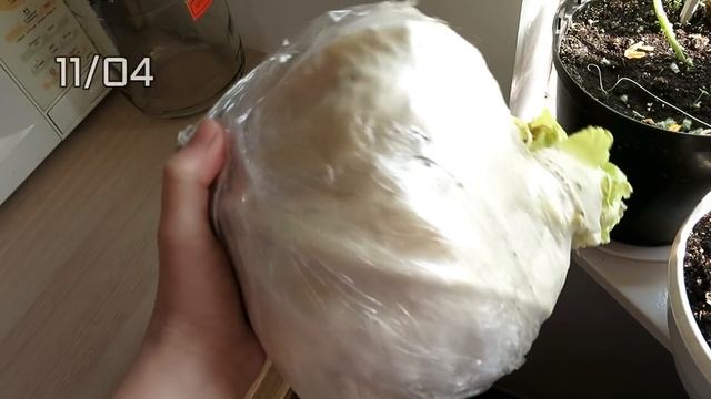 Лучший способ хранения капусты! Сама проверила! смотреть онлайн