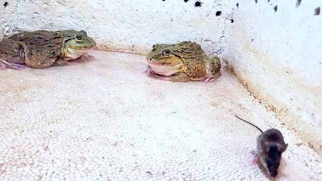 Hungry Asian Bullfrog Eats Fast Mouse! Mr Frog Live Feeding смотреть онлайн