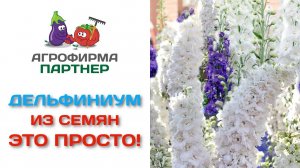 Дельфиниум из семян – это просто!