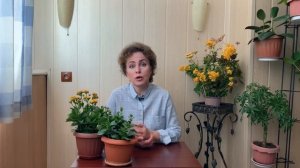 КАЛАНХОЭ. Обрезка Каланхоэ после цветения. Уход за Каланхоэ.