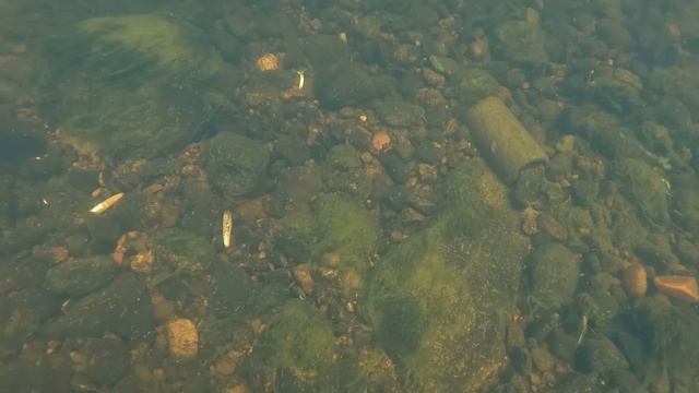 ДНО РЕКИ УСЫПАНО БЛЕСНАМИ / THE BOTTOM OF THE RIVER IS STRUTTED WITH SPINS смотреть онлайн